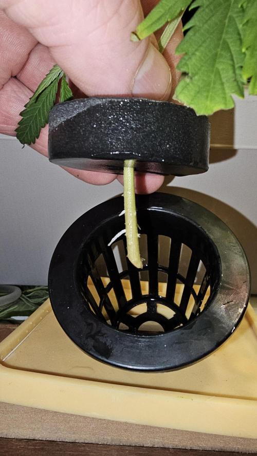 My Secret Garden - GSC "TinkyTonk". Week 9 - Roots