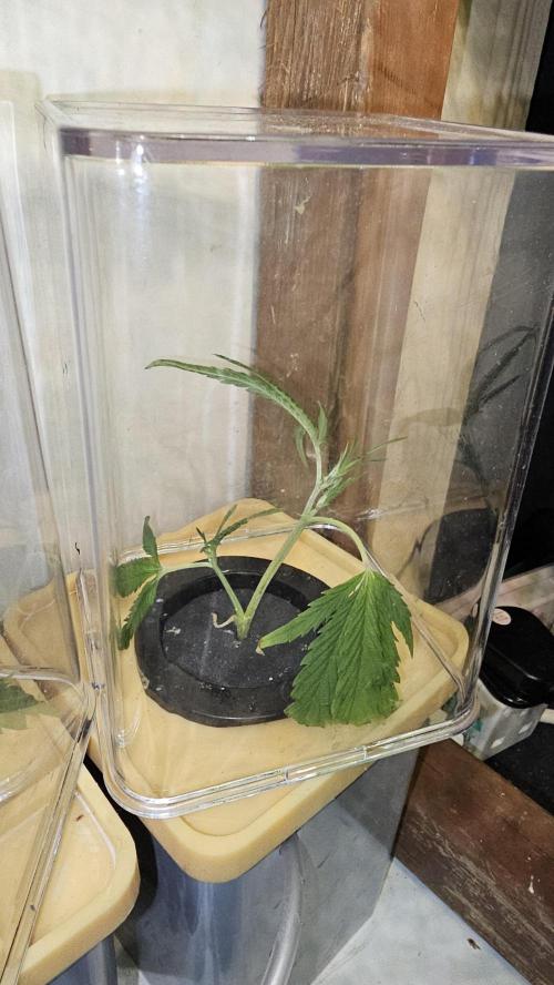 My Secret Garden - GSC "TinkyTonk". Week 9 - Twin Rooted Clone