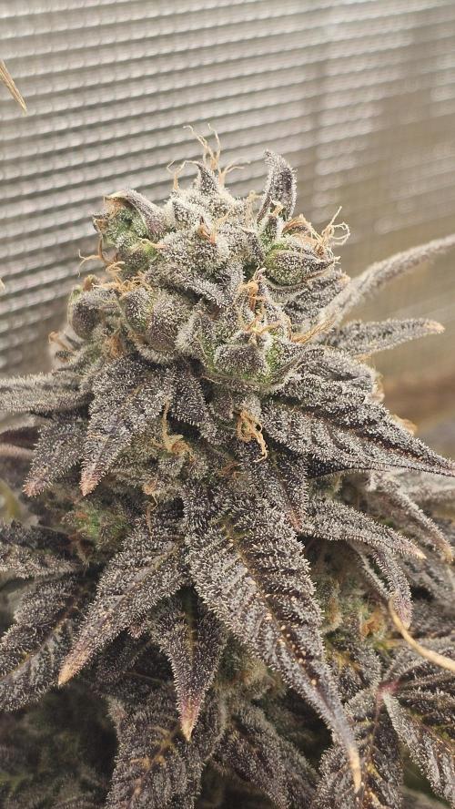My Secret Garden - GSC. Week 10