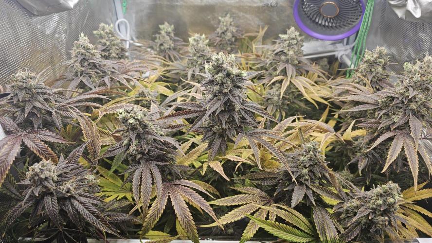 My Secret Garden - GSC. Week 10