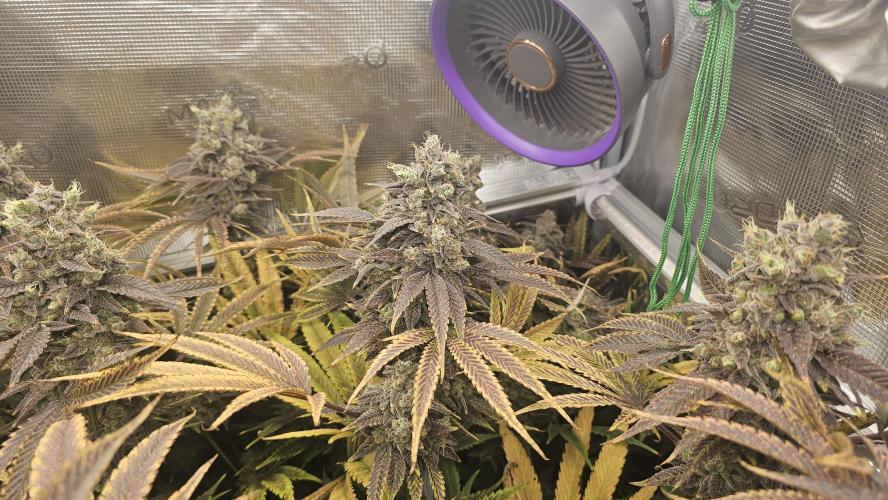 My Secret Garden - GSC. Week 10