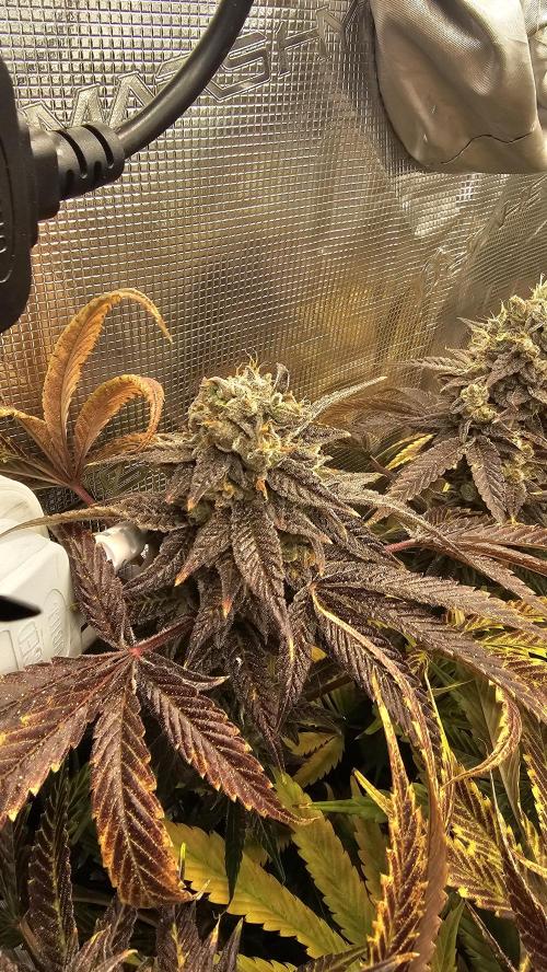 My Secret Garden - GSC. Week 10