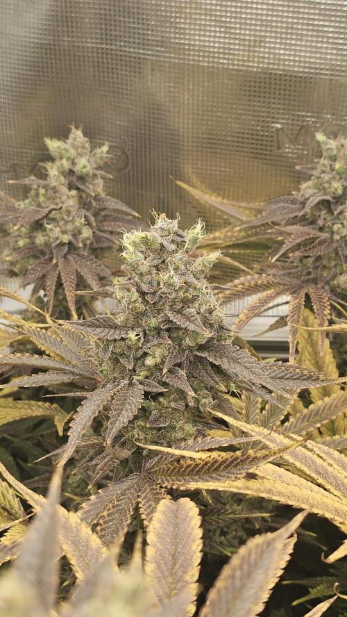 My Secret Garden - GSC. Week 10