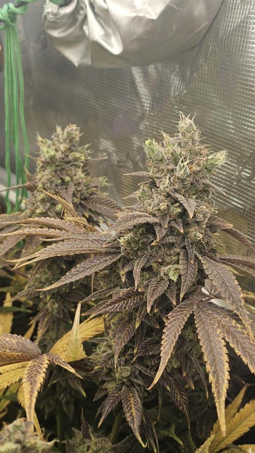 My Secret Garden - GSC. Week 10