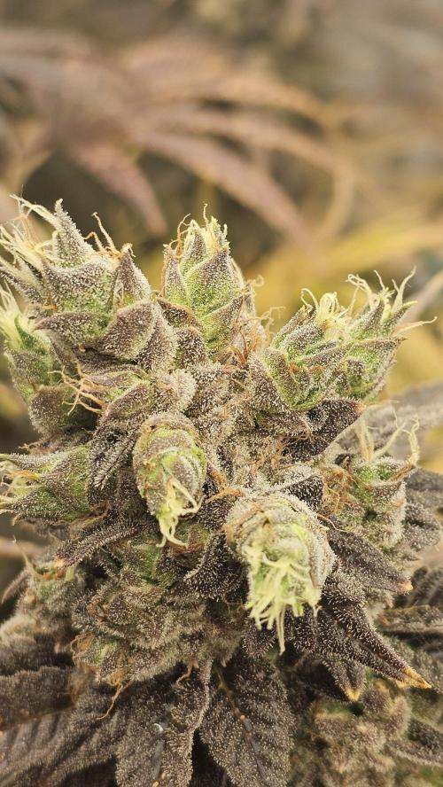 My Secret Garden - GSC. Week 10