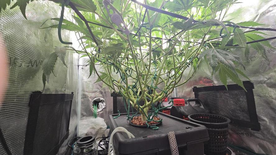 My Secret Garden - GSC "TinkyTonk". Week 10