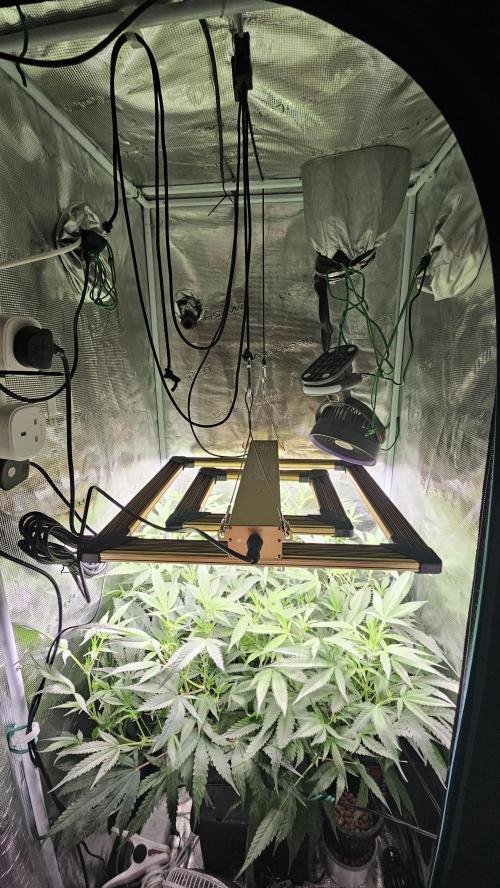 Girl Scout Cookies. Week 10