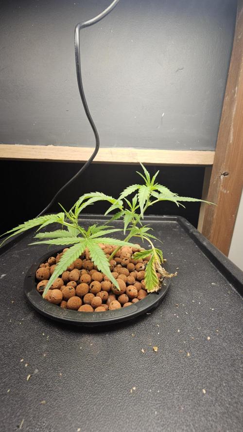 My Secret Garden - GSC "TinkyTonk". Week 10