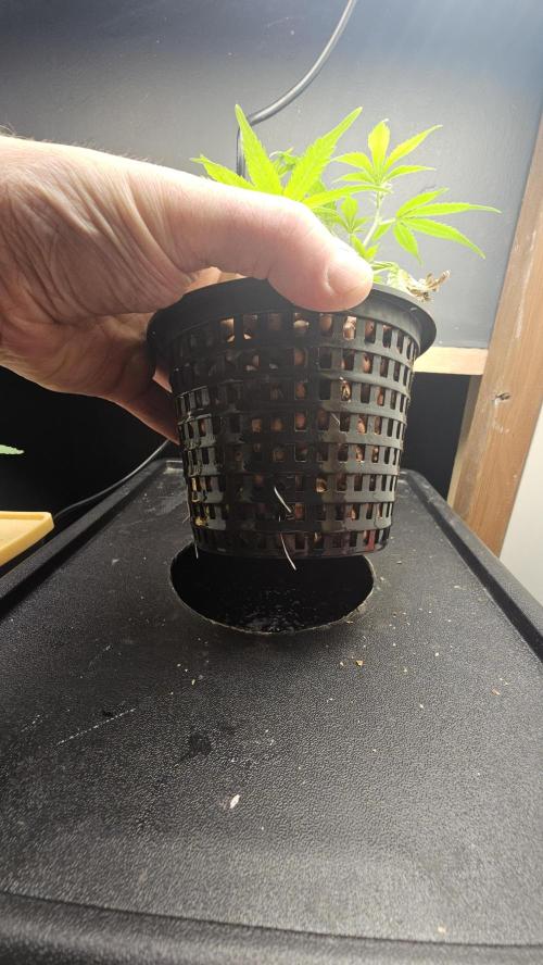 My Secret Garden - GSC "TinkyTonk". Week 10