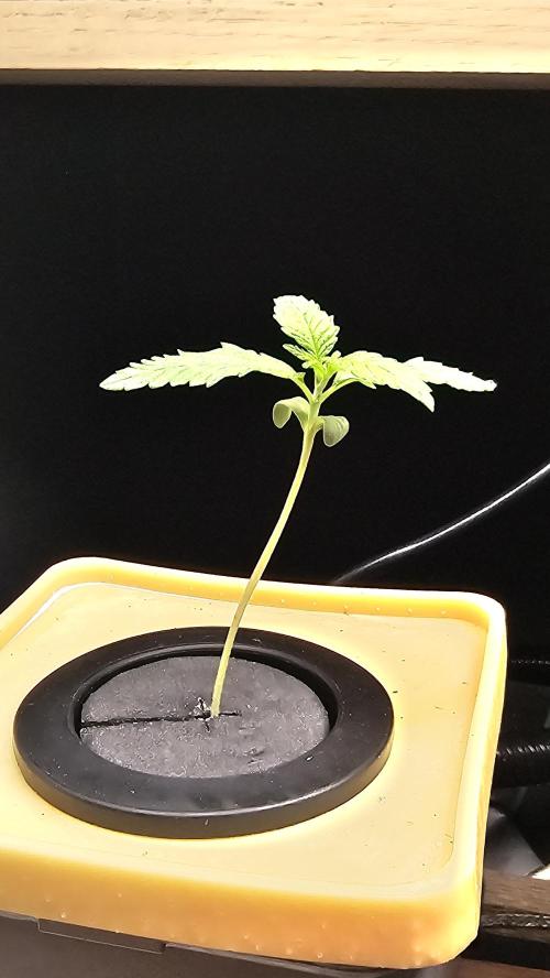 My Secret Garden - GSC "TinkyTonk". Week 10