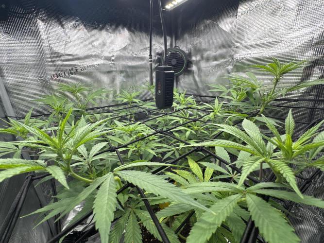 Cartman. Week 2