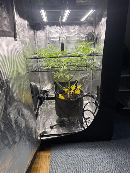 Cartman. Week 2
