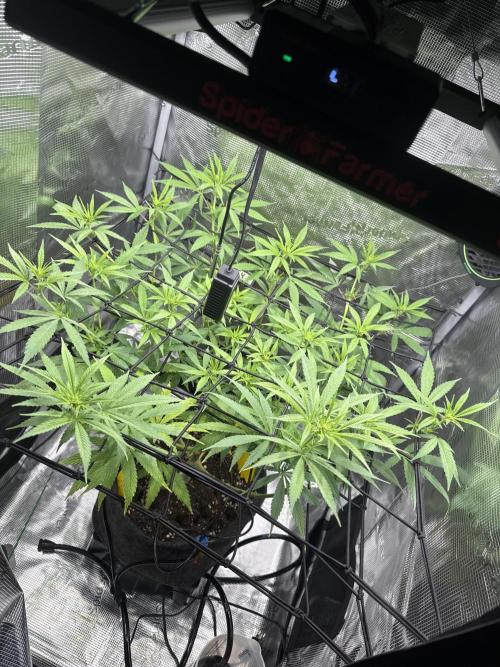 Cartman. Week 2