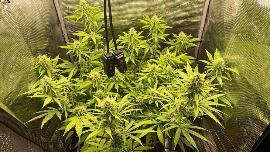 Cartman. Week 4