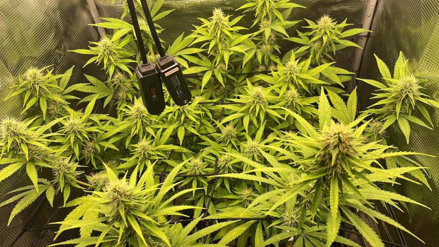 Cartman. Week 4