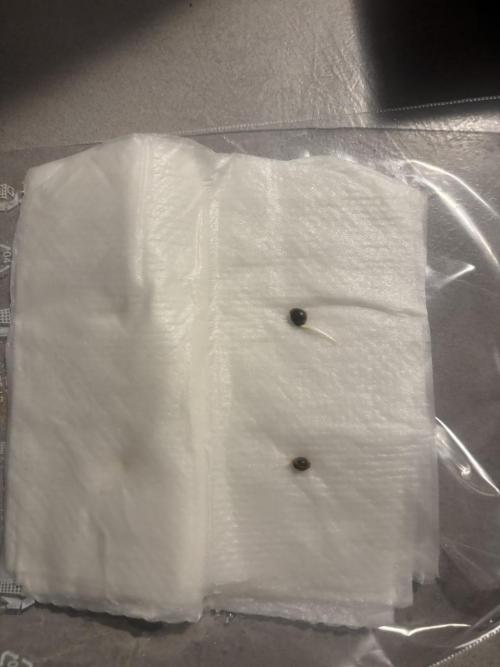 Auto Cinderella Jack first grow ever. Week 0