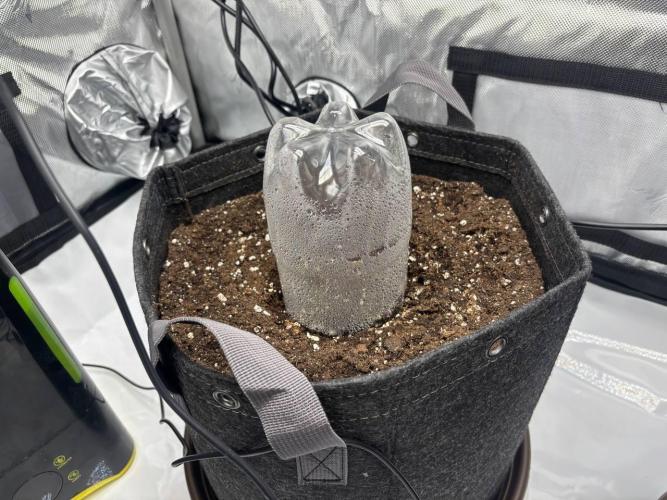 Auto Cinderella Jack first grow ever. Week 0