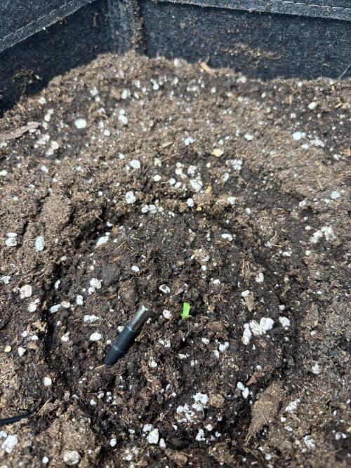 Auto Cinderella Jack first grow ever. Week 0