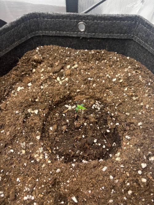 Auto Cinderella Jack first grow ever. Week 1