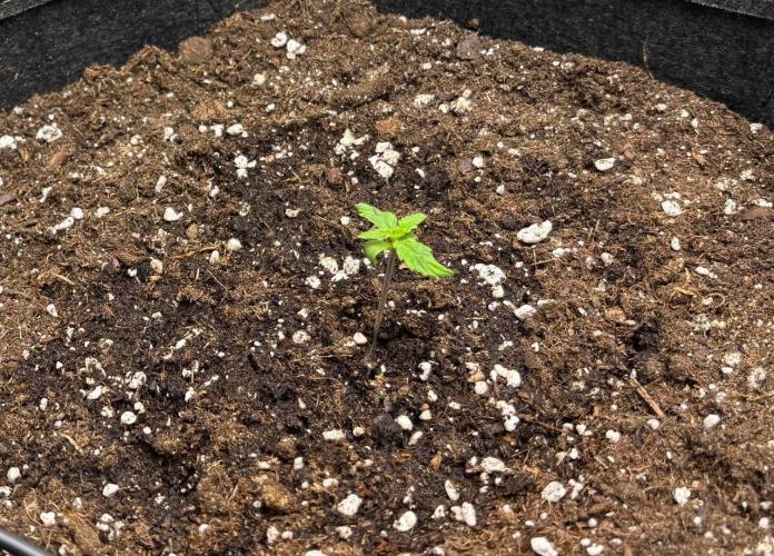 Auto Cinderella Jack first grow ever. Week 1