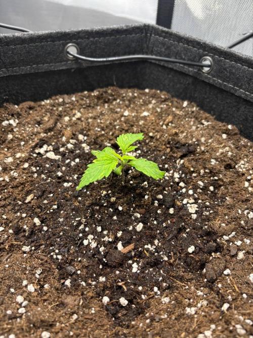 Auto Cinderella Jack first grow ever. Week 2 - Day 9