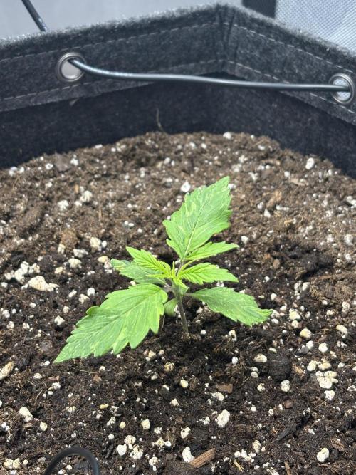 Auto Cinderella Jack first grow ever. Week 2 - Day 10