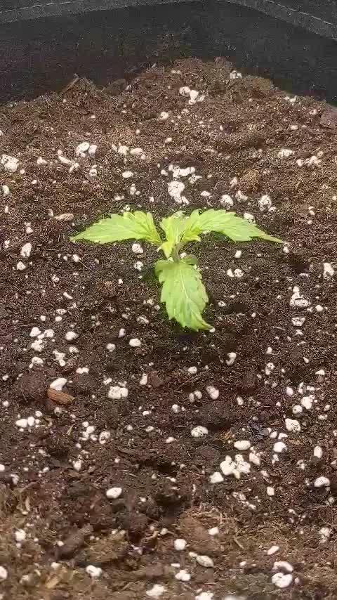 Auto Cinderella Jack first grow ever