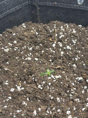 Comment by angrygrower photo #1