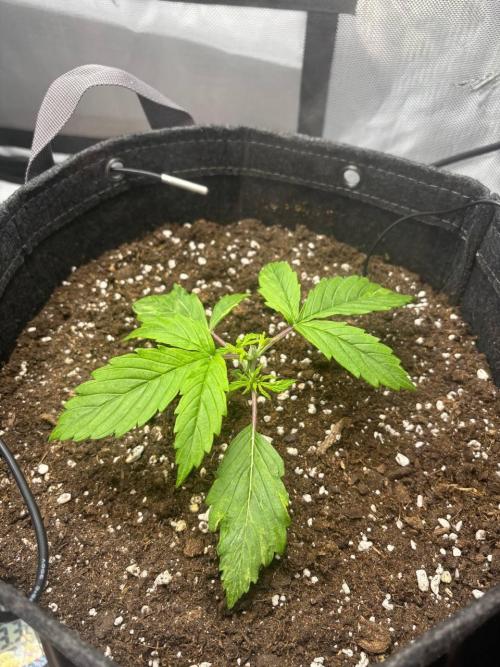 Auto Cinderella Jack first grow ever. Week 3 - Topping on day 15