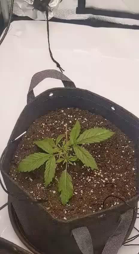 Auto Cinderella Jack first grow ever