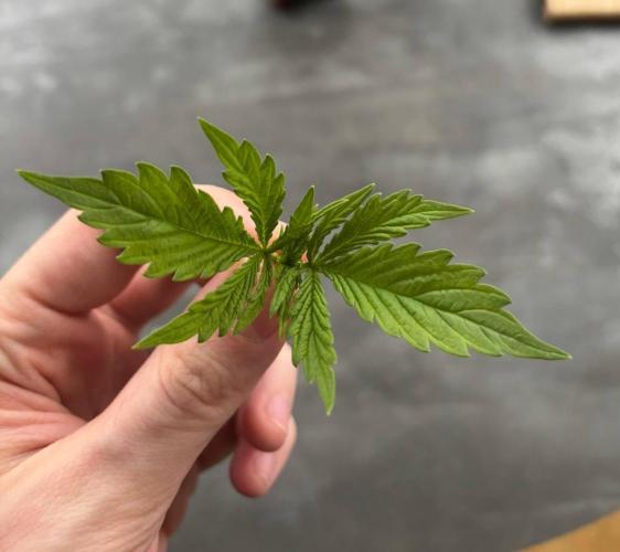 Auto Cinderella Jack first grow ever. Week 3 - The removed part