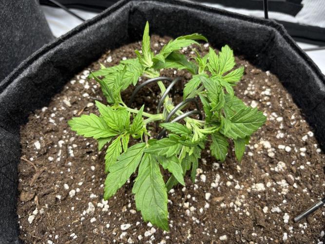 Auto Cinderella Jack first grow ever. Week 4 - Day 23 after LST