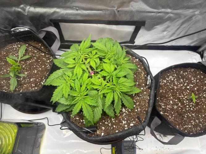 Auto Cinderella Jack first grow ever. Week 4 - Day 25