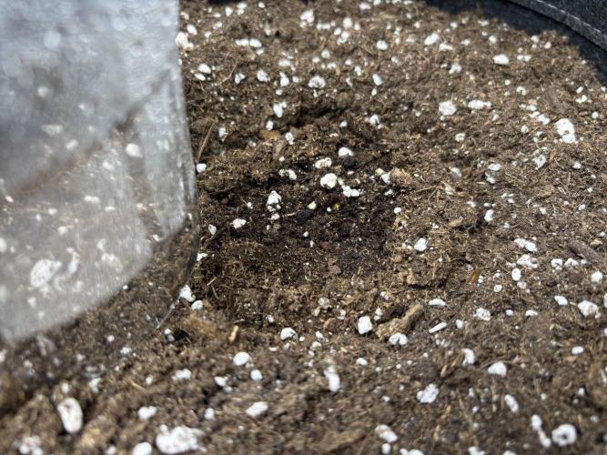 Gorilla Cookies. Week 0 - Here it is!