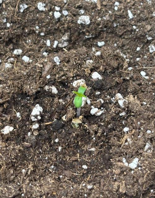 Gorilla Cookies. Week 1 - Day 1