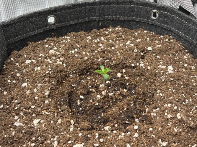 Gorilla Cookies. Week 1 - Day 3