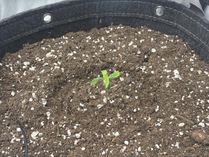 Gorilla Cookies. Week 1 - Day 5