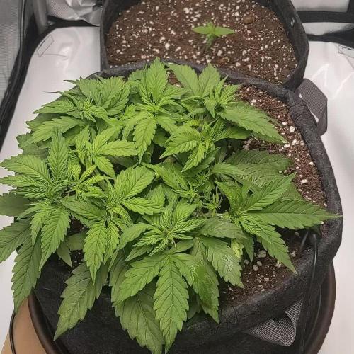 Auto Cinderella Jack first grow ever