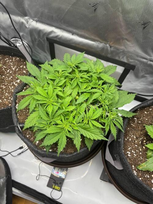 Auto Cinderella Jack first grow ever. Week 4 - Day 28