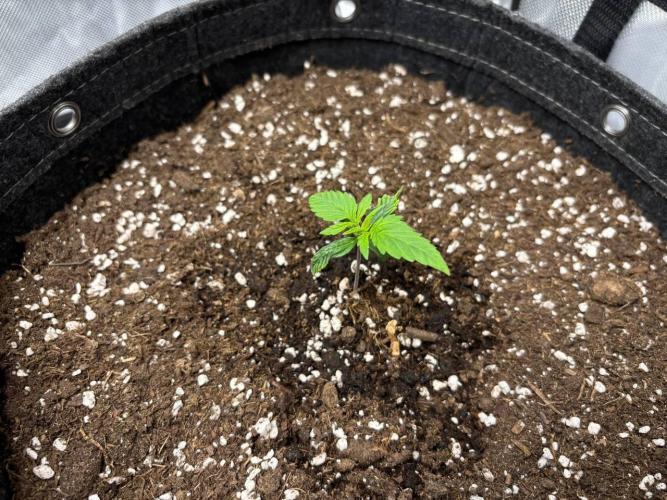 Gorilla Cookies. Week 2 - Day 8