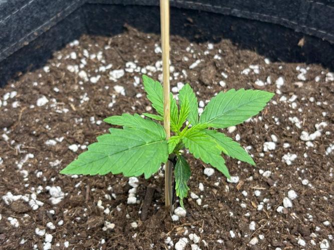 Gorilla Cookies. Week 2 - Day 10 