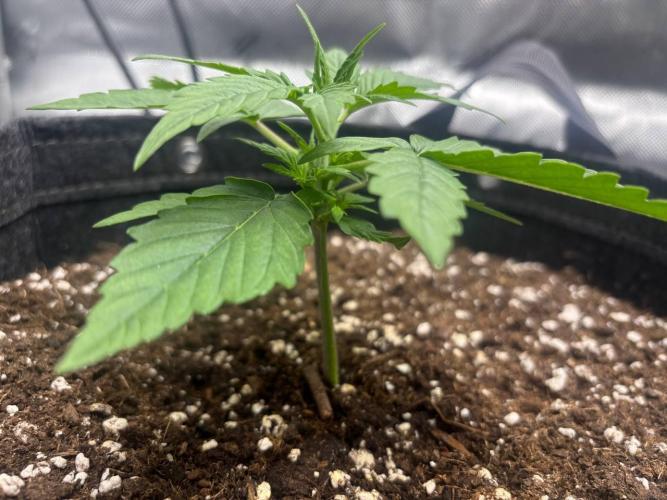 Gorilla Cookies. Week 2 - Day 14 before topping