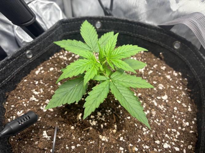 Gorilla Cookies. Week 2 - Day 14 before topping