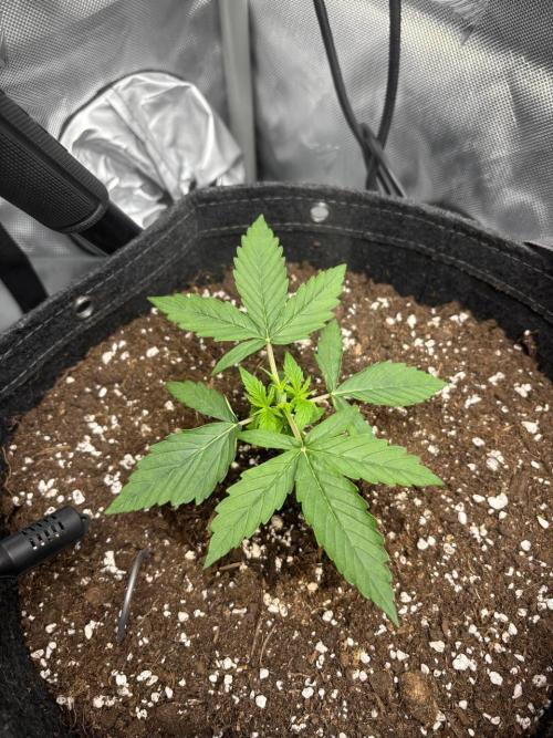 Gorilla Cookies. Week 2 - Day 14 after topping