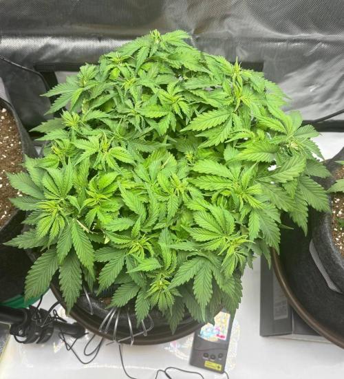 Auto Cinderella Jack first grow ever. Week 5 - Day 34 before defoliation
