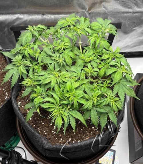 Auto Cinderella Jack first grow ever. Week 5 - Day 34 after defoliation