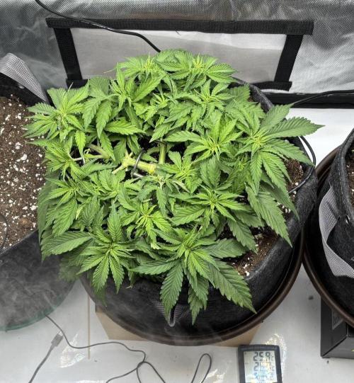 Auto Cinderella Jack first grow ever. Week 5 - Day 31