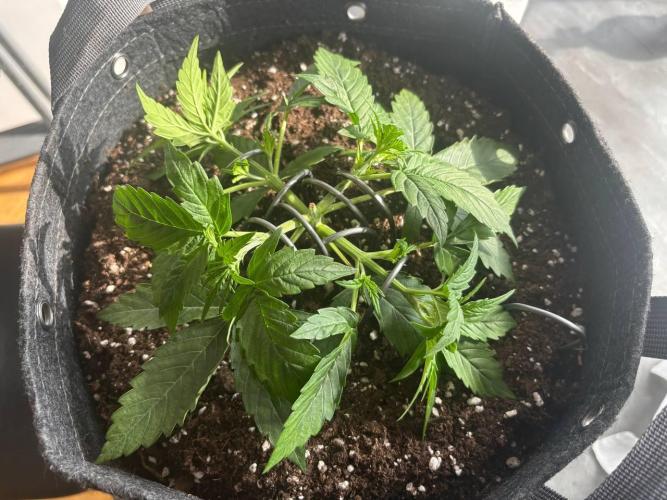 Gorilla Cookies. Week 3 - Day 20