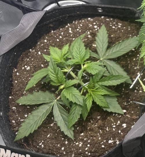Gorilla Cookies. Week 3 - Day 18