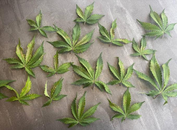 Auto Cinderella Jack first grow ever. Week 6 - Day 41 problematic leaves